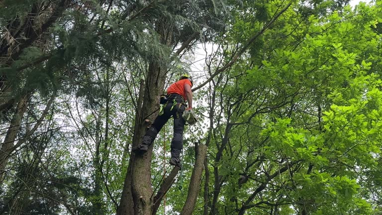 Best Storm Damage Tree Cleanup  in Lewisburg, PA